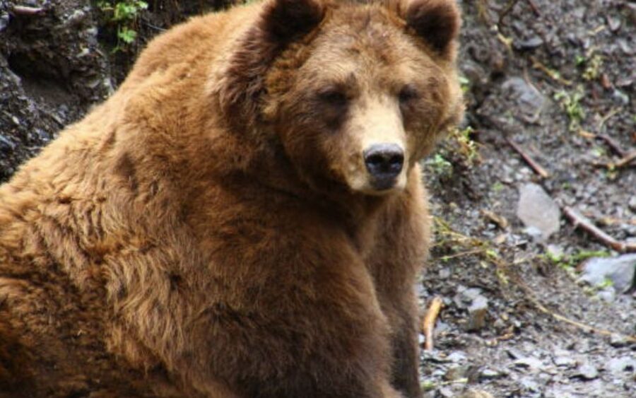 Sitka: Totem Poles, Raptor Centre, & Fortress of Bears Tour - Fortress of the Bears and rescued brown bears