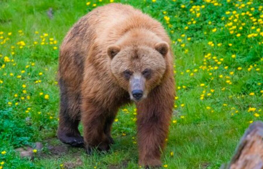 Sitka: Totem Poles, Raptor Centre, & Fortress of Bears Tour - Is $179 a fair price for 150 minutes?