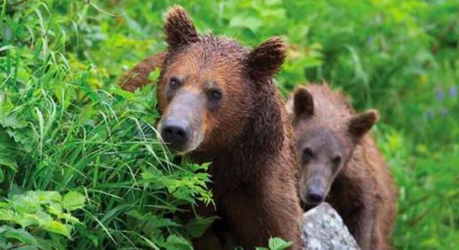 Sitka: Totem Poles, Raptor Centre, & Fortress of Bears Tour - Who should book this Sitka outing?