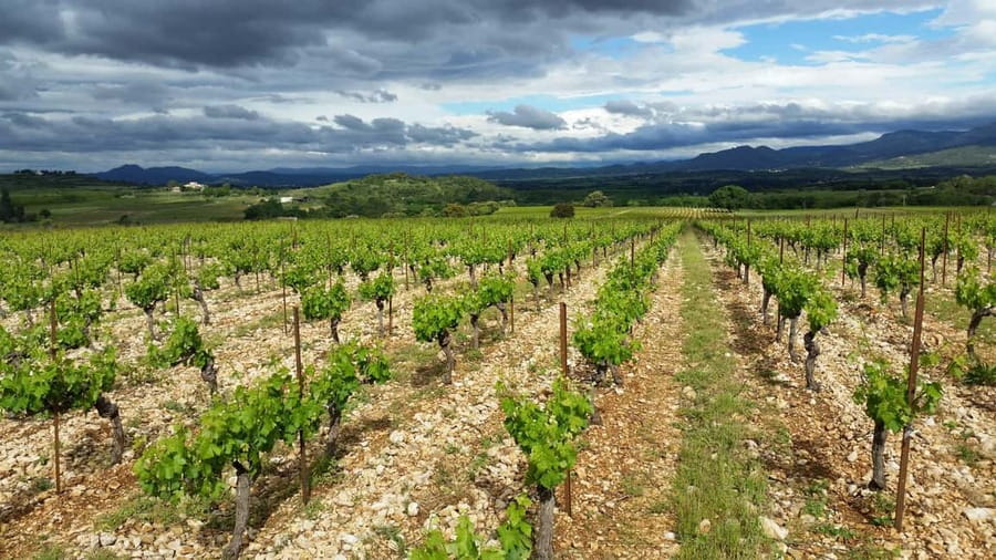 Tasting tour : The secrets of the vineyard Chateau Capion - What the Château Capion hour is really about