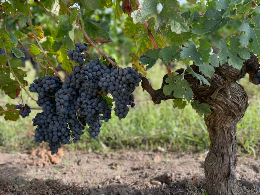 The vertical at Château Cruzeau - Is $35 a fair price?