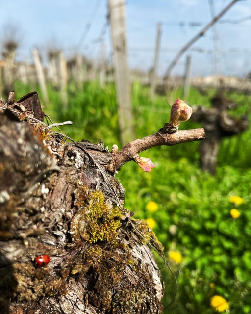 The vertical at Château Cruzeau - Who will enjoy this visit most