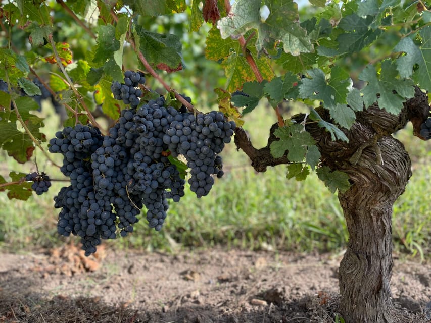 The vertical at Château Cruzeau - FAQ