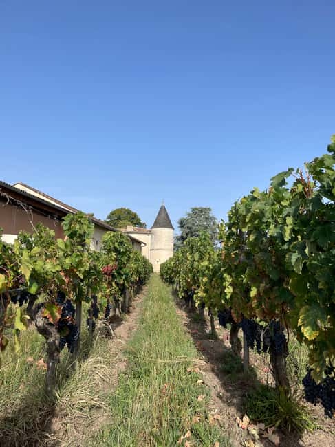 The vertical at Château Cruzeau - Starting among the vines