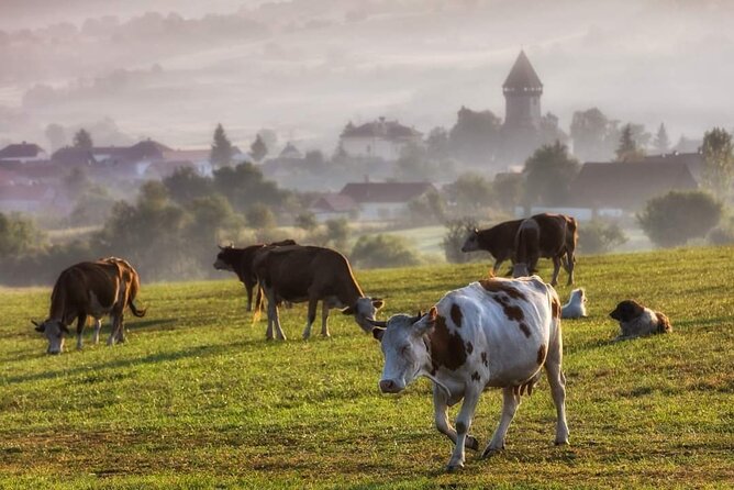 Transfer Bucharest -Brasov with Targoviste and Bran Castle visits - Is $190.81 per person good value?