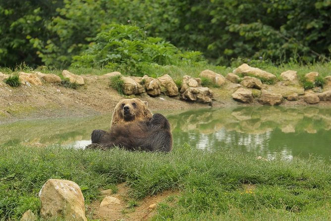 Transylvania with Dracula Castle, Bear Sanctuary and Brasov - Who should book this Transylvania tour?