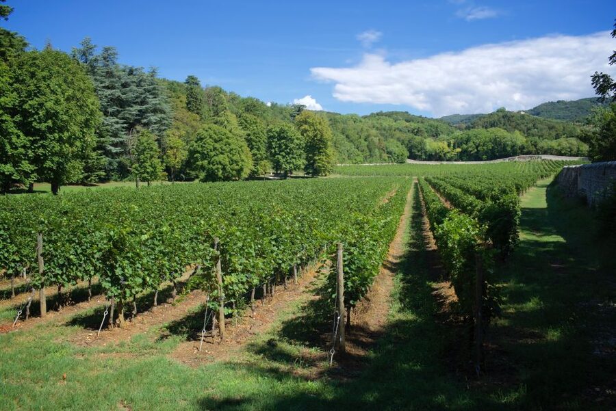 Valpolicella: Amarone Chateau Guided Tour and Wine Tasting - Arriving at Tenuta Santa Maria in Valpolicella