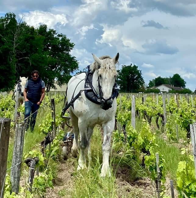 Visite & Dégustation au Château Labrie – Saint-Émilion - What you see during the one-hour visit