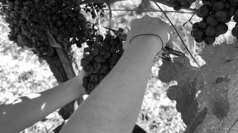 Visite & Dégustation au Château Labrie – Saint-Émilion - Why the four-person limit matters